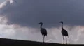 Common Crane Bird and Flock of Starlings HD Footage