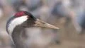 Common Crane Bird Vidéos HD