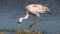 Common Crane Bird HD Footage