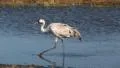 Common Crane Bird HD Footage