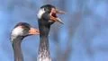Common Crane Bird Video HD