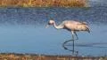 Common Crane Bird HD Footage