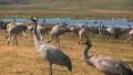 Common Crane Bird HD Footage