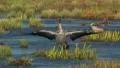 Common Crane Bird Video HD
