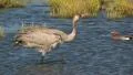 Common Crane Bird HD Footage