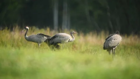 Common crane bird ( grus grus ) Stock Footage 140101741