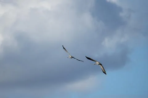 Common Crane bird Stock Photos