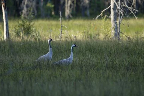 Common Crane bird Stock Photos