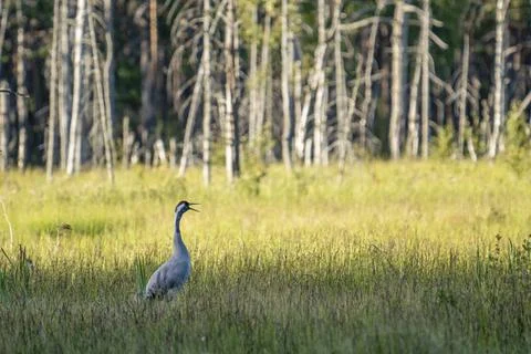 Common Crane bird Stock Photos