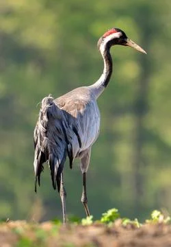 Common Crane On A Blurred Background Stock Photos