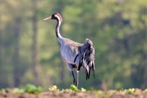 Common Crane On A Blurred Background Stock Photos