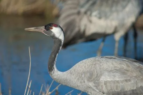 Common crane drinking water. Stock Photos