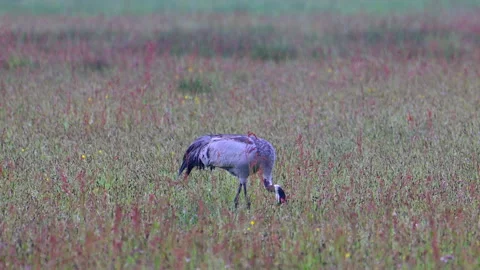 Common Crane in a Dutch Meadow Stock Footage 342797491