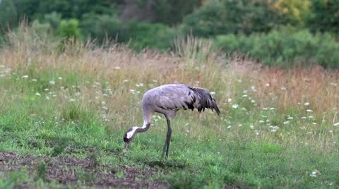 Common Crane feeding Stock Footage 11440297