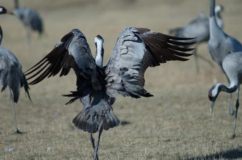Common crane flapping its wings. Stock Photos