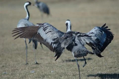 Common crane flapping its wings. Stock Photos