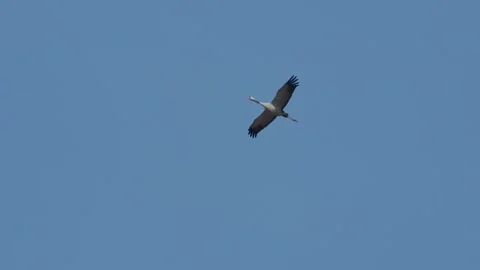 A common crane flies in the sky with its long wings fully spread Stock Footage 340250322