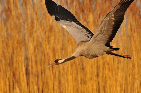 Common crane in flight Stock Photos
