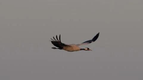 Common crane in flight in slowmotion Stock Footage 193654651