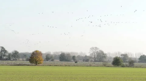 Common Crane flying above a field 스톡 동영상 43304801