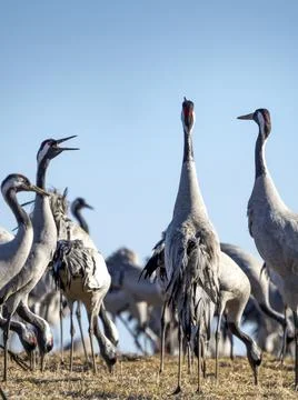 Common Crane, flying bird in action jumping joyful playing and dancing Stock Photos