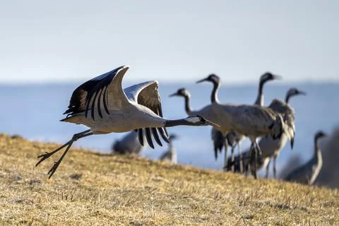 Common Crane, flying bird in action jumping joyful playing and dancing Stock Photos