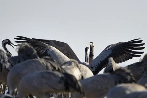 Common Crane, flying bird in action jumping joyful playing and dancing Stock Photos