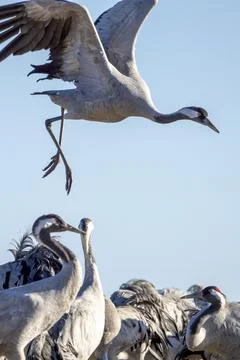 Common Crane, flying bird in action jumping joyful playing and dancing Stock Photos