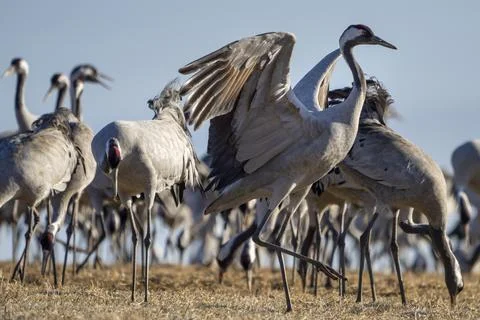 Common Crane, flying bird in action jumping joyful playing and dancing Stock Photos