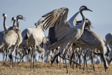 Common Crane, flying bird in action jumping joyful playing and dancing Stock Photos