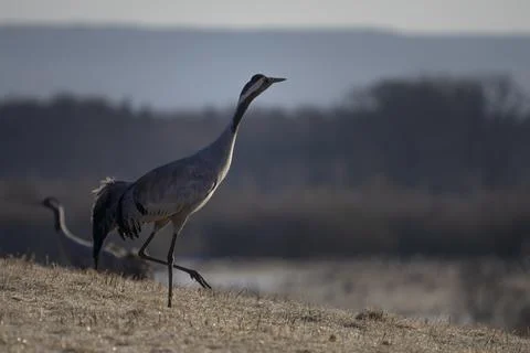 Common Crane, flying bird in action jumping joyful playing and dancing Stock Photos