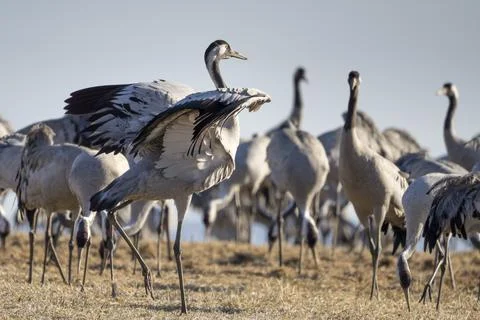 Common Crane, flying bird in action jumping joyful playing and dancing Stock Photos