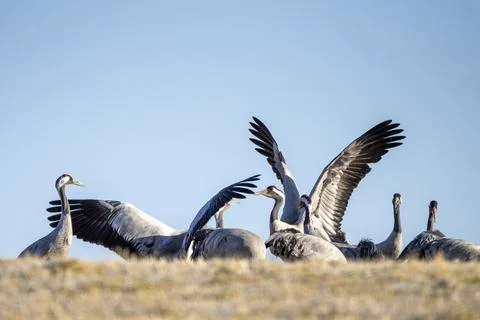 Common Crane, flying bird in action jumping joyful playing and dancing Stock Photos