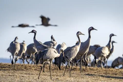 Common Crane, flying bird in action jumping joyful playing and dancing Stock Photos