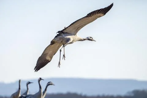 Common Crane, flying bird in action jumping joyful playing and dancing Stock Photos