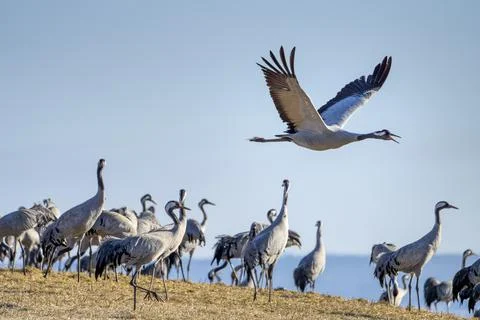 Common Crane, flying bird in action jumping joyful playing and dancing Stock Photos
