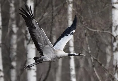 Common Crane flying in the forest Stock Photos