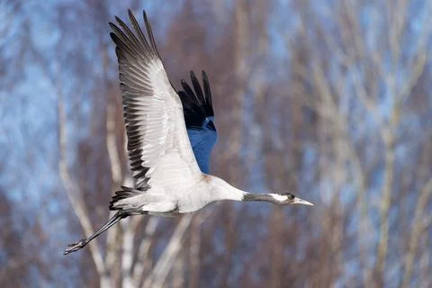 Common crane flying in the forest Stock Photos