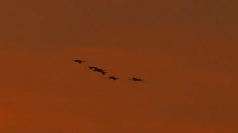 Common crane Video stock 8852926