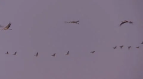 Common crane Stock Footage 8906612