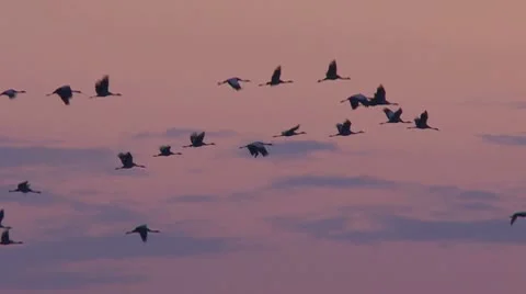 Common crane Stock Footage