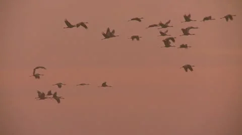 Common crane Stock Footage 8927896