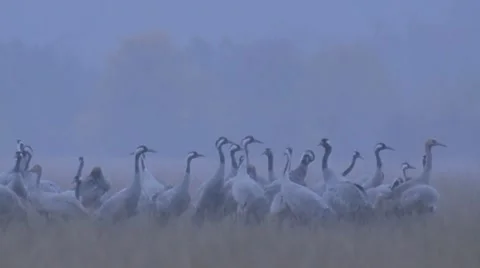 Common crane Stock Footage 8927921