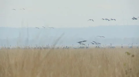 Common crane Stock Footage 9704096