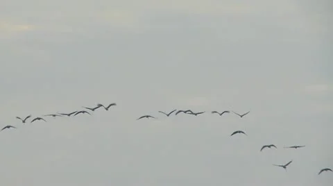 Common crane Stock Footage 9704173