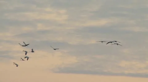 Common crane Stock Footage 9704535