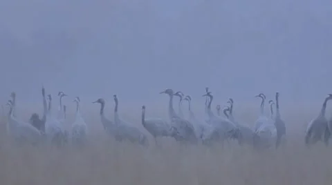Common crane Stock Footage 9704676
