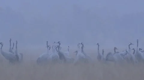 Common crane Stock Footage 9705184
