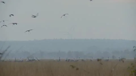 Common crane Stock Footage 9705879