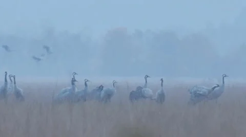 Common crane Stock Footage 9706193